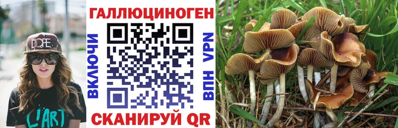 Псилоцибиновые грибы Psilocybe Вихоревка